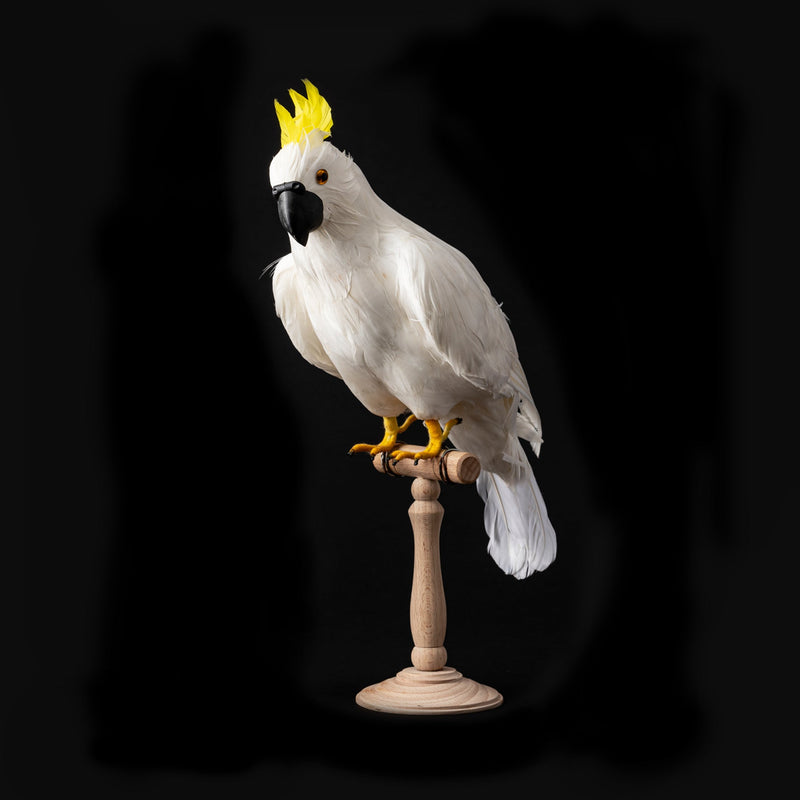 ARTIFICIAL BIRDS Parrot / Large