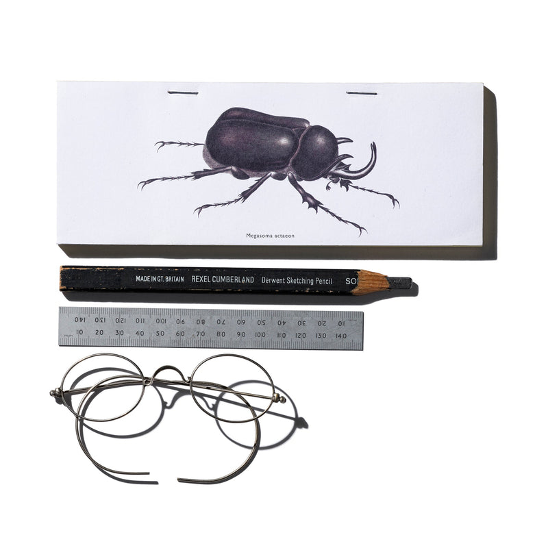 STAPLED NOTE / Beetle